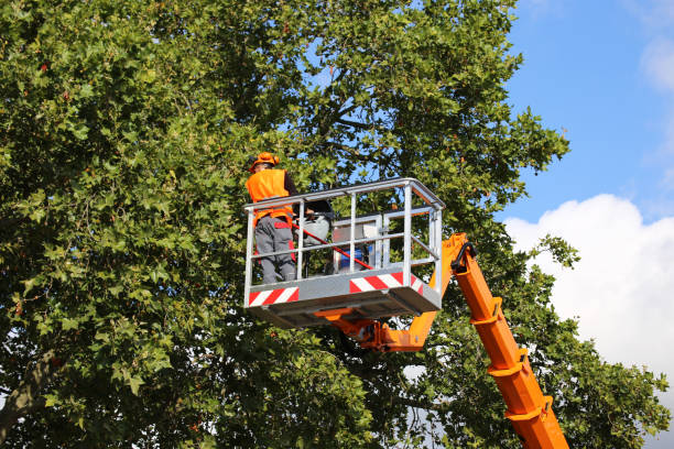 Best Tree Health Inspection  in Madison Heights, VA